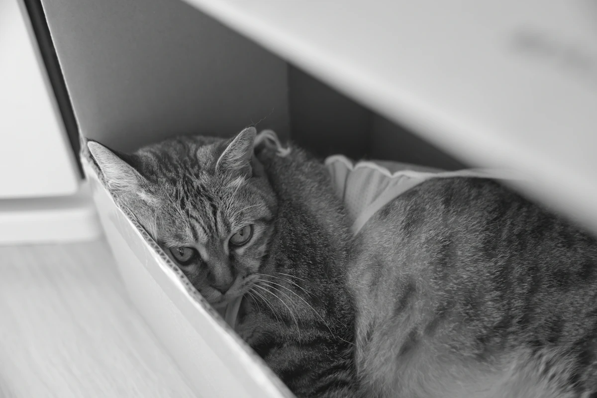 Chat tigré qui se repose, installé dans une boîte en carton