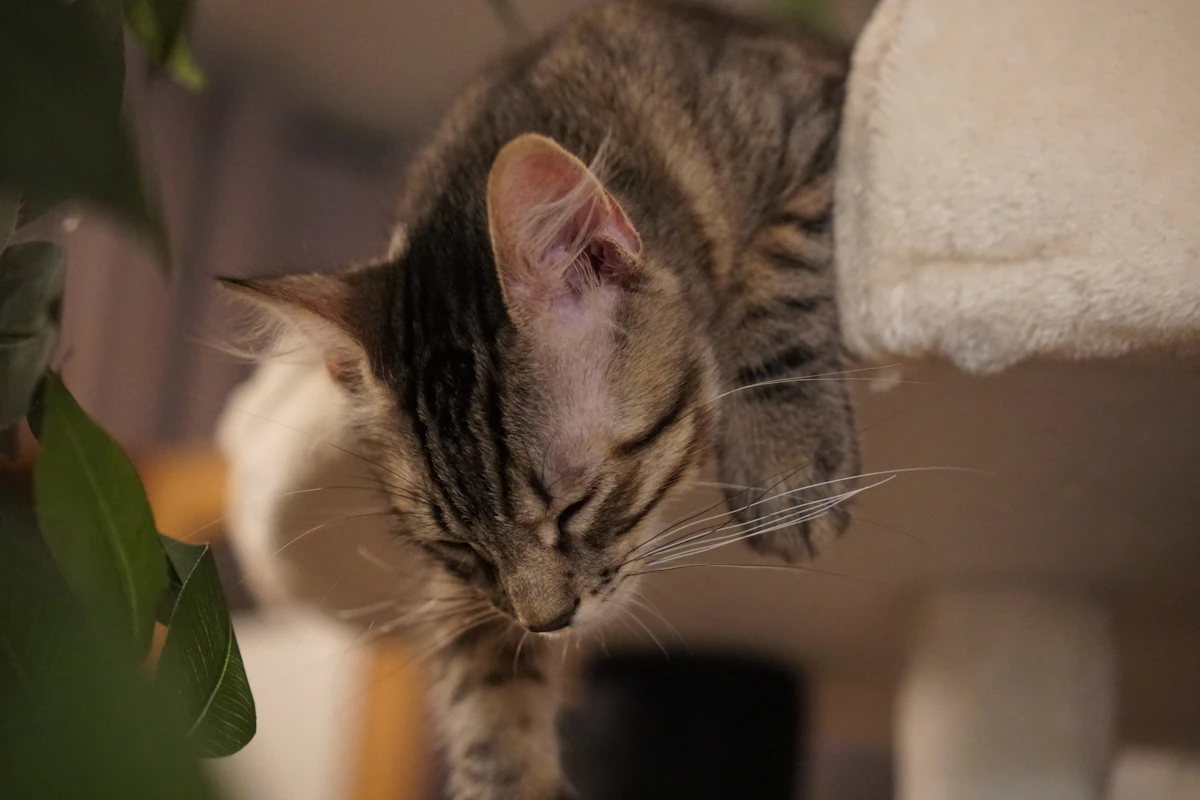 Chaton tigré endormi sur une plateforme moelleuse à côté de feuilles vertes