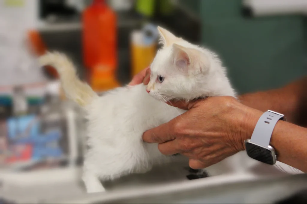 Une personne tient un petit chaton blanc au creux de ses mains