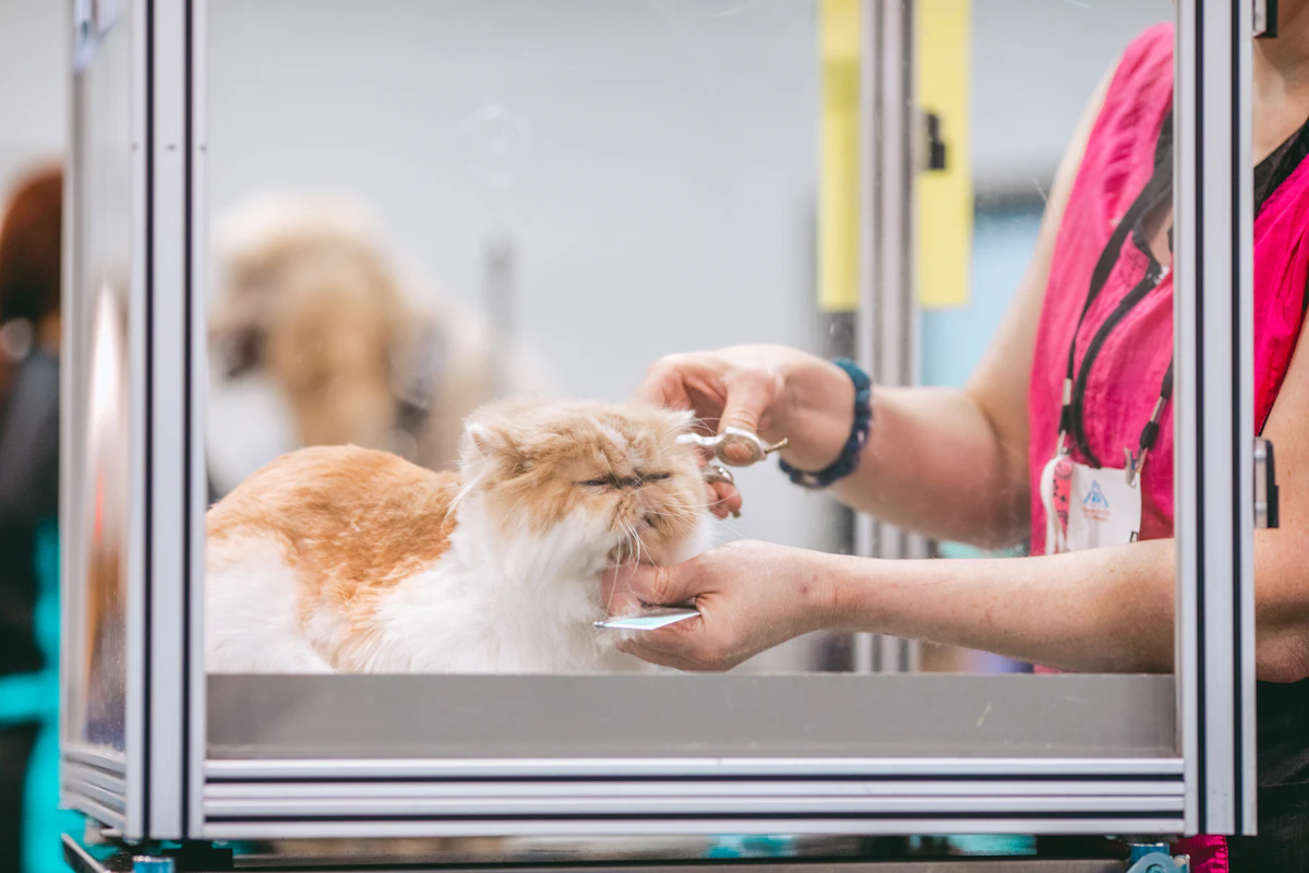 Une personne tient dans ses bras un chat à longue fourrure blanche et brune