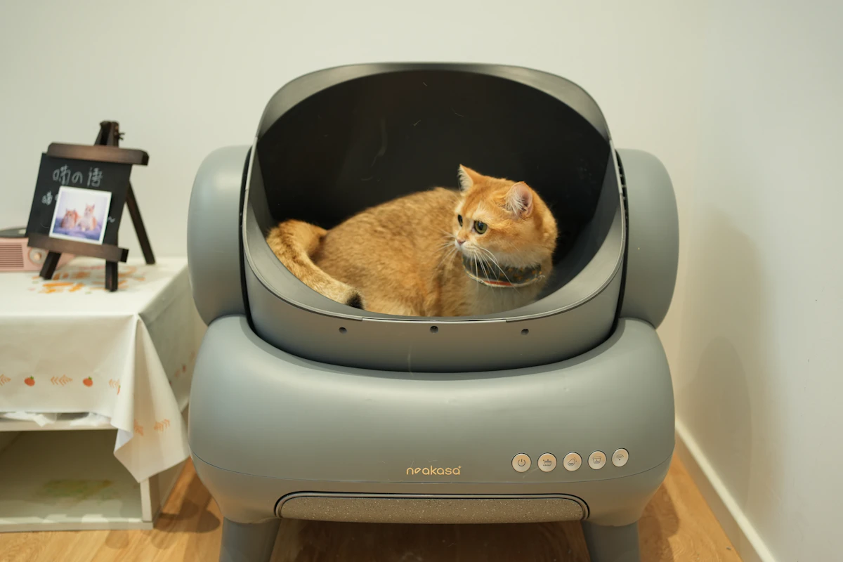 Chat roux assis tranquillement sur une chaise grise dans une pièce de la maison