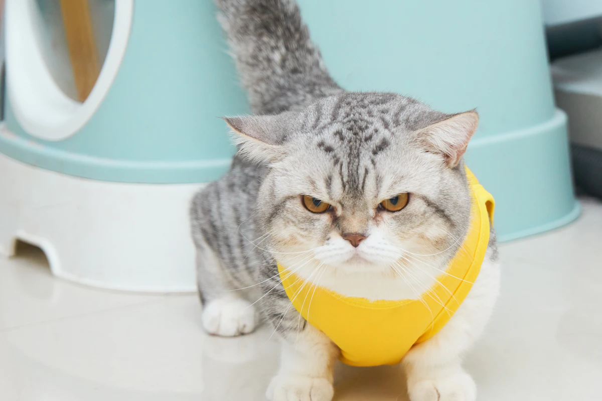 Chat gris et blanc qui porte un collier jaune autour du cou