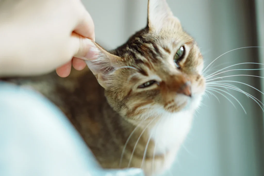 Une main gratte doucement l'oreille d'un chat tigré