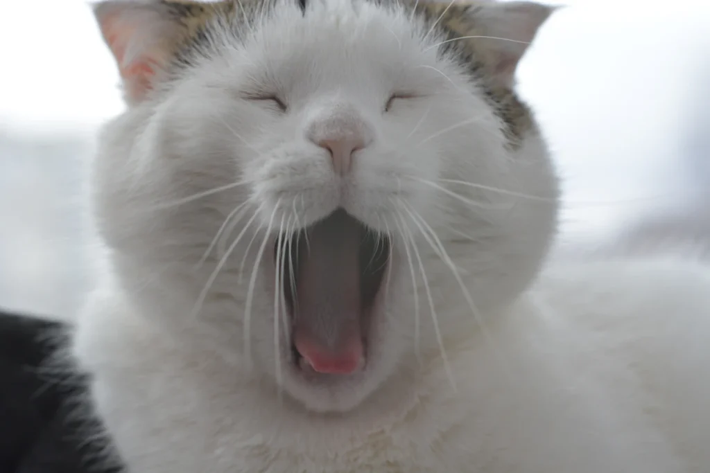 Chat blanc qui bâille, la gueule grande ouverte