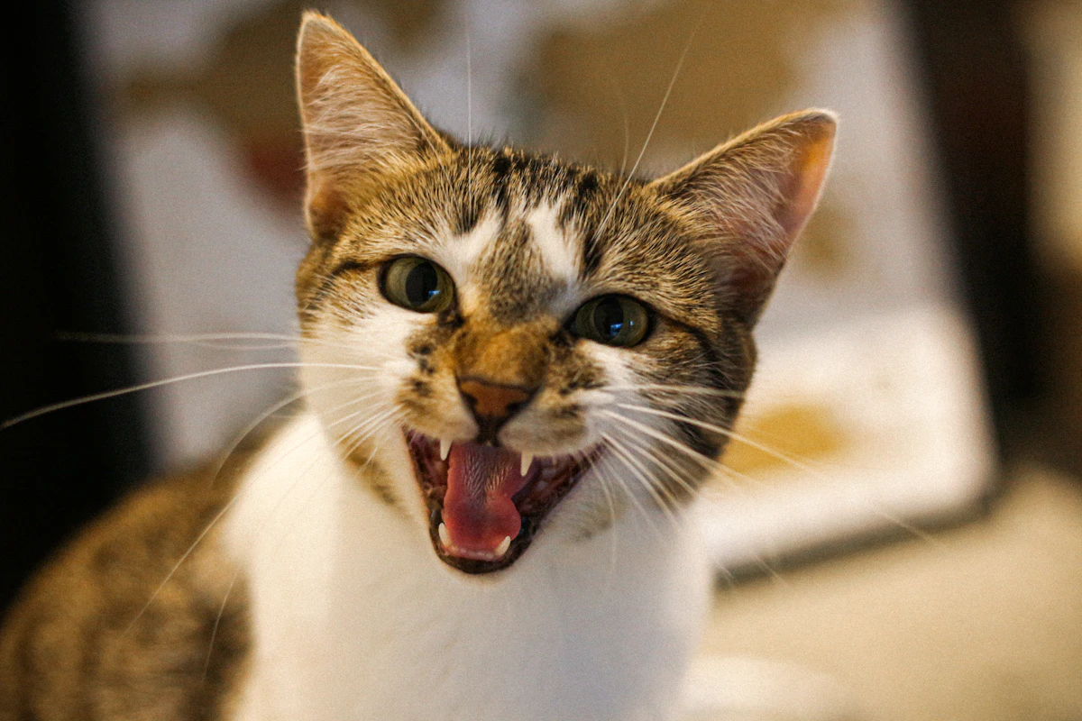 Chat blanc et brun qui ouvre grand la gueule