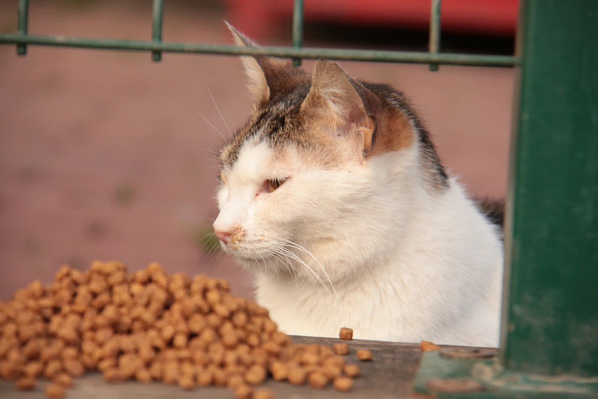 Chat assis devant un tas de nourriture, prêt à passer à table