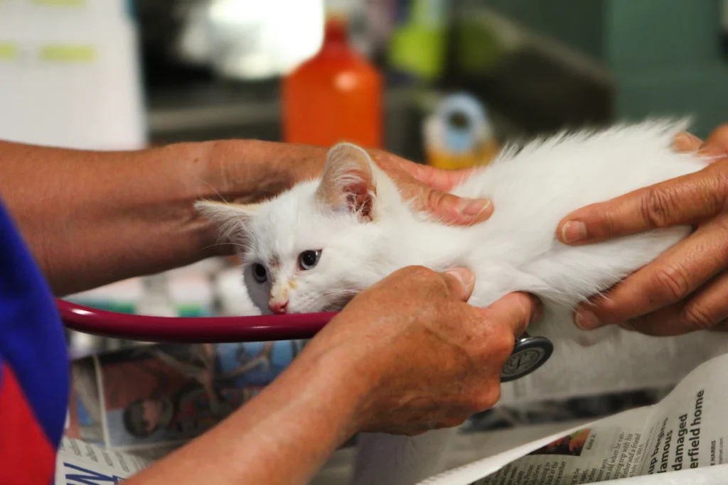 Chaton blanc examiné par un vétérinaire lors d'une consultation