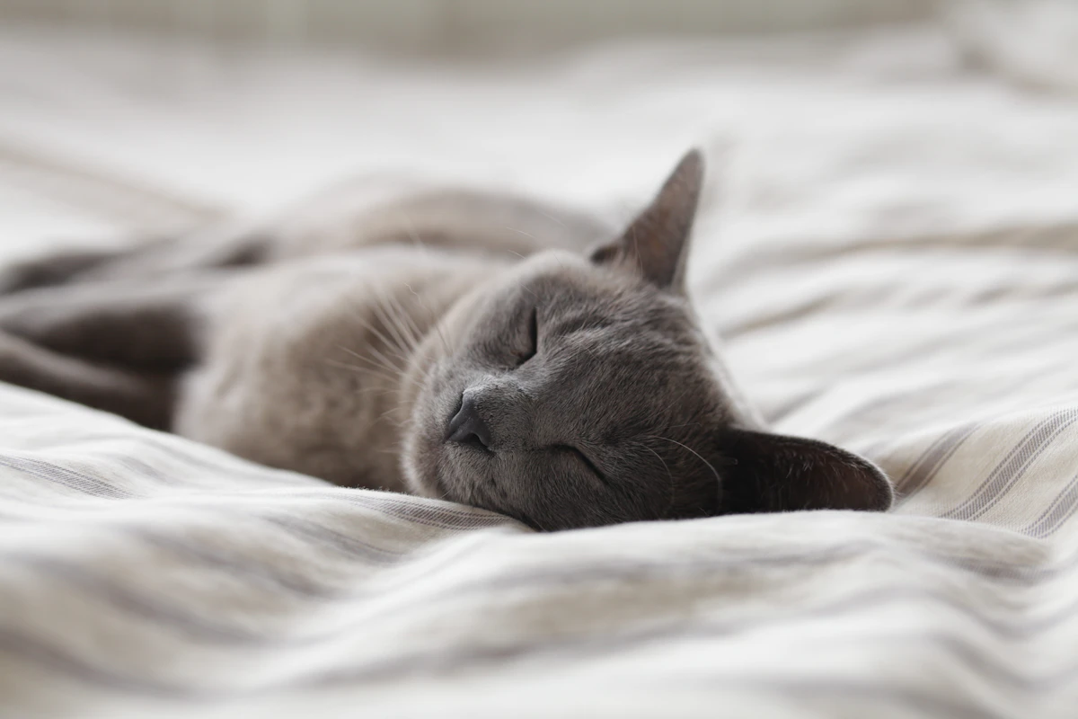 Chat à la robe bleu-gris endormi sur un tissu blanc