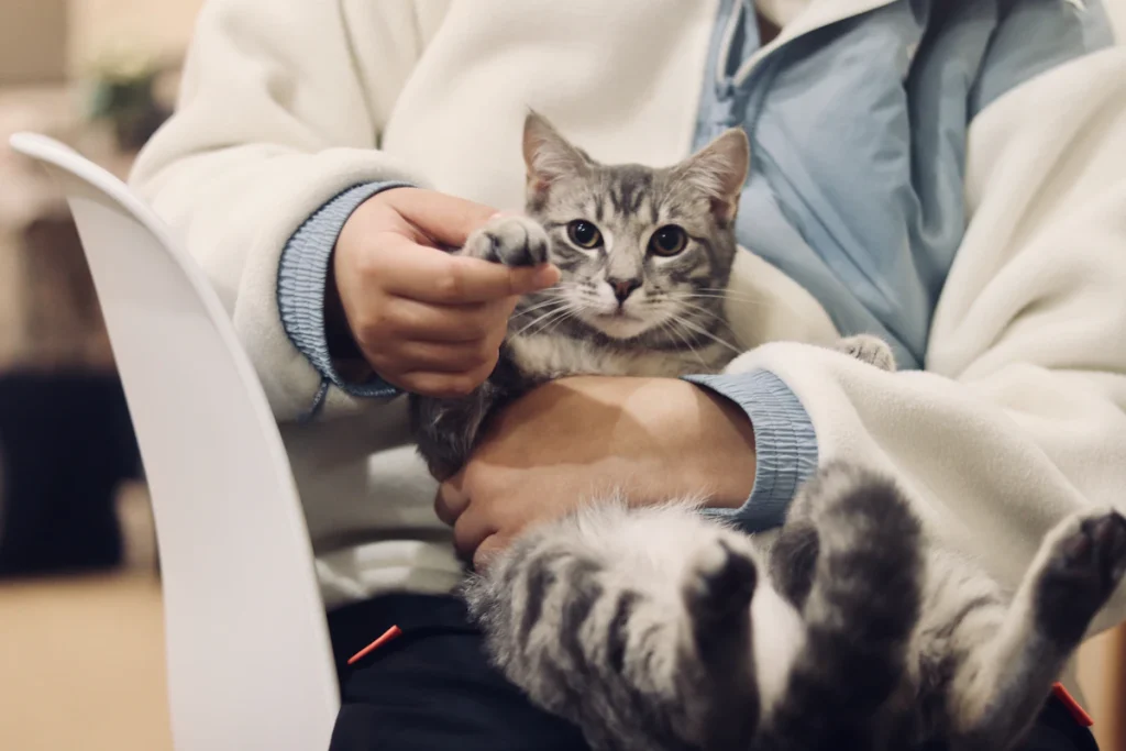 Une personne tient contre elle un chat tigré argenté