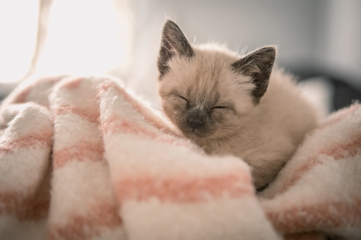 Petit chaton siamois installé sur un tissu de couleur rose