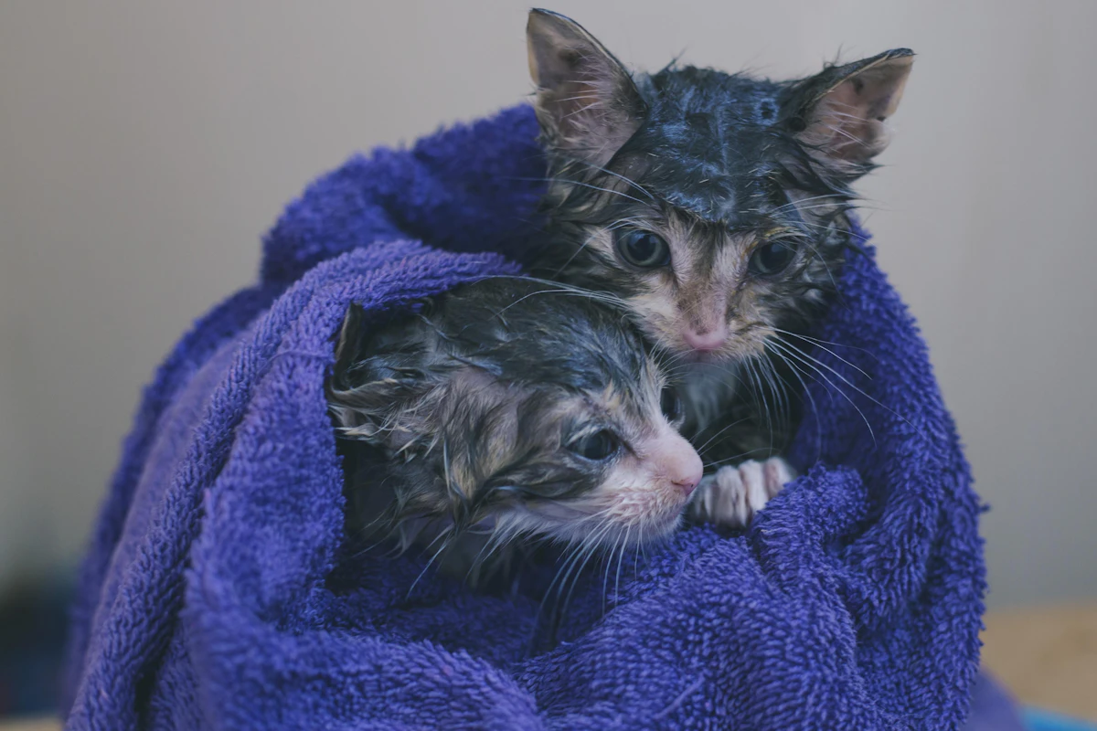 Chaton tigré argenté installé sur un tissu de couleur bleue